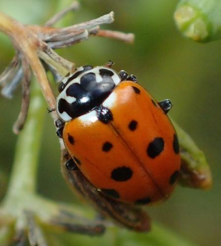 Hippodamia variegata